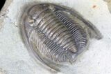 Cornuproetus Trilobite - Fine Preparation #86690-3